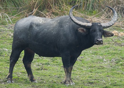 Indian Wild Buffalo