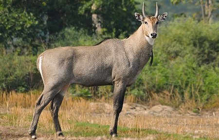 Top Ten Wild Animals Of India - World Blaze Top Ten Wild Animals Of India - World Blaze