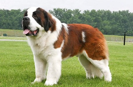 St. Bernard