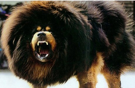 Tibetan Mastiff