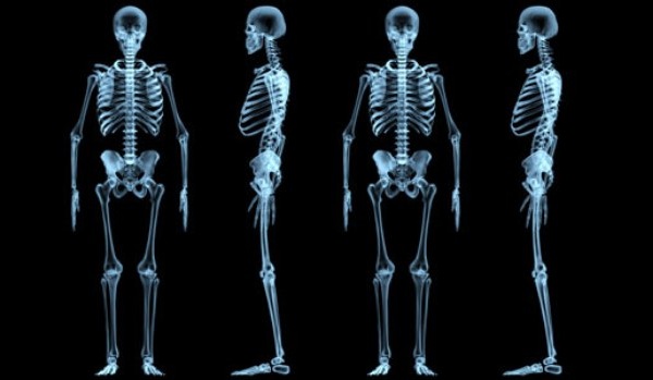 Bones facts