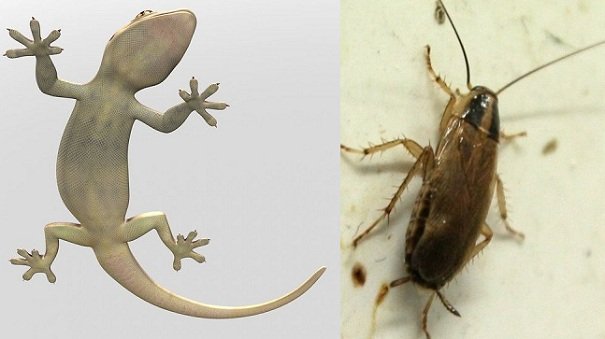 Get Rid Of Cockroaches & Lizards