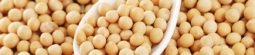 Soya beans