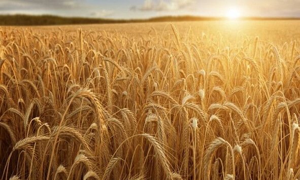 wheat production in india