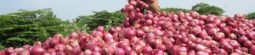 Onion Producing States In India