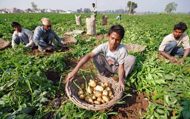 Potato Producing States in India