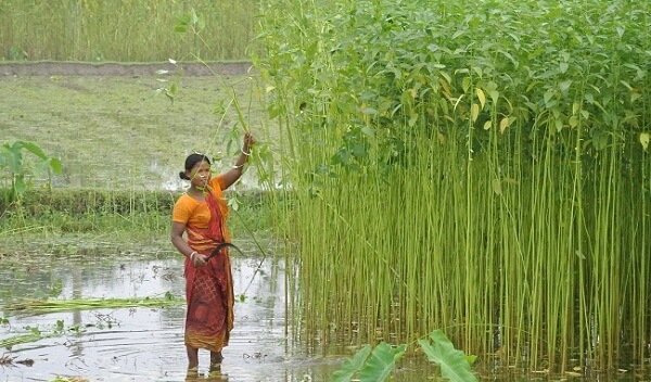 jute producing states in india(1)