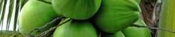 coconut