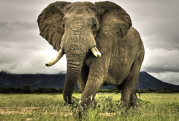 The African Bush Elephant