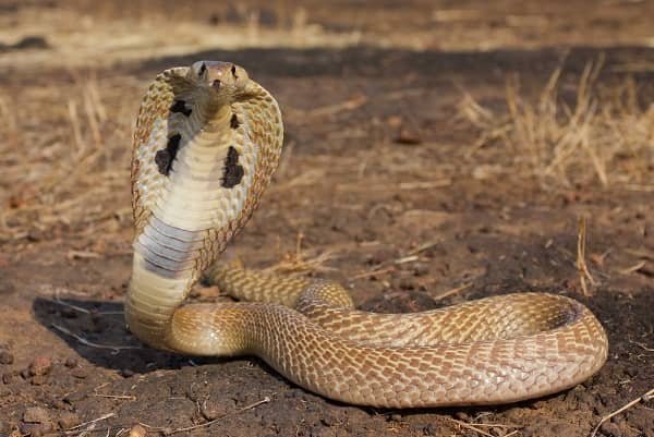 The King Cobra