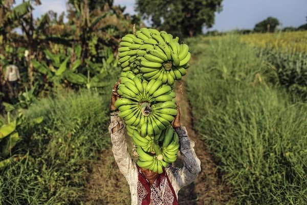 Largest Banana Producing Countries