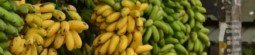 Largest Banana Producing State in India