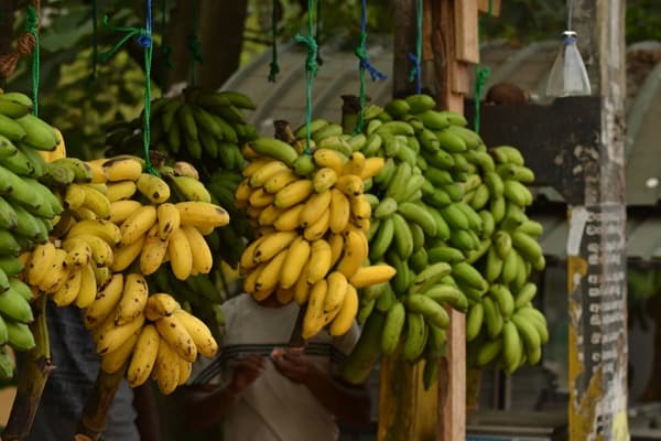 Largest Banana Producing State in India
