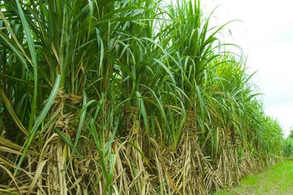 Top 10 Largest Sugarcane producing states of India 2017