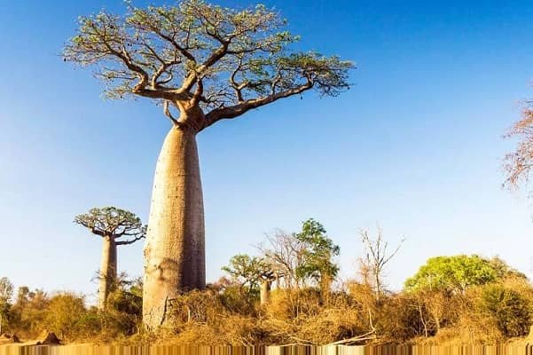 Baobab Tree