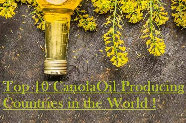 Canola Producing Countries in the World