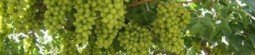 Grapes Producing Countries in the World