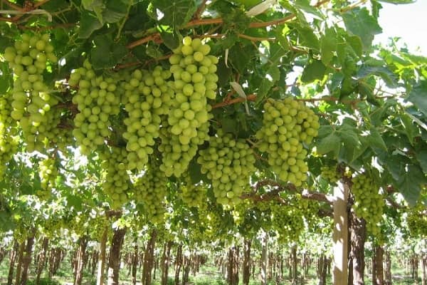 Grapes Producing Countries in the World