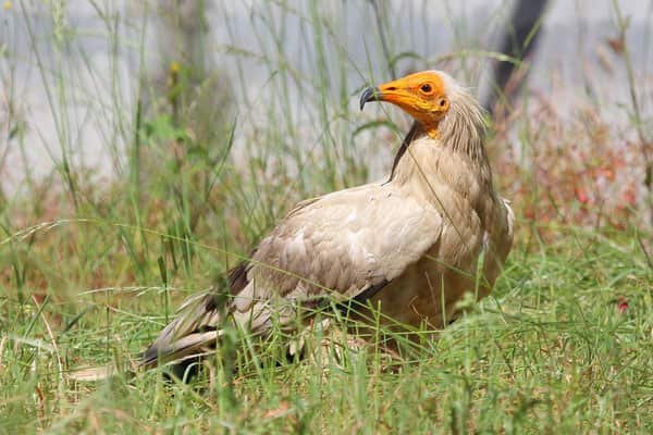 Egyptian vulture