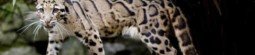 Formosan Clouded Leopard