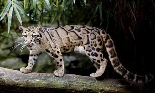 Formosan Clouded Leopard