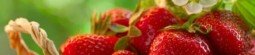 Strawberry Producing Countries