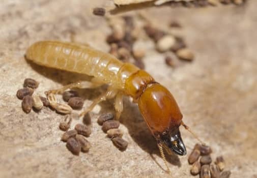 Termite Killer Spray