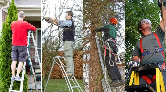 tree-trimming-ladder