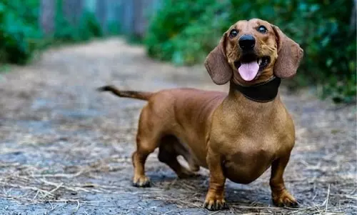 Dachshund dogs