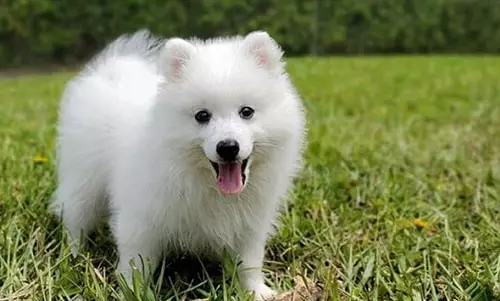 Indian Spitz