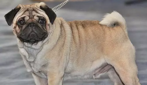 Pug