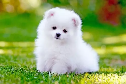 Pomeranian dog