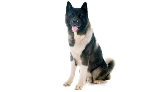 Akita Dog