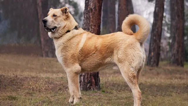 Alabai-Dog