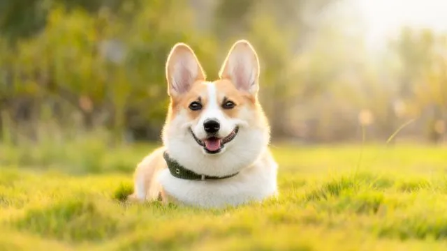 Corgi Dog