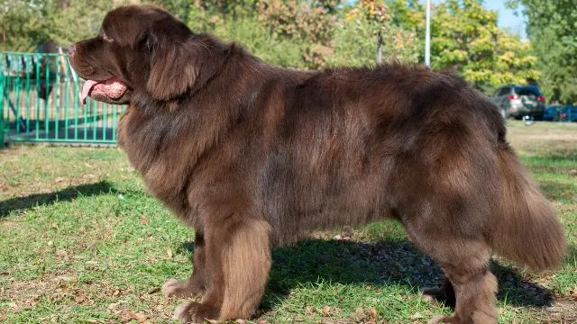 Newfoundland-Dog