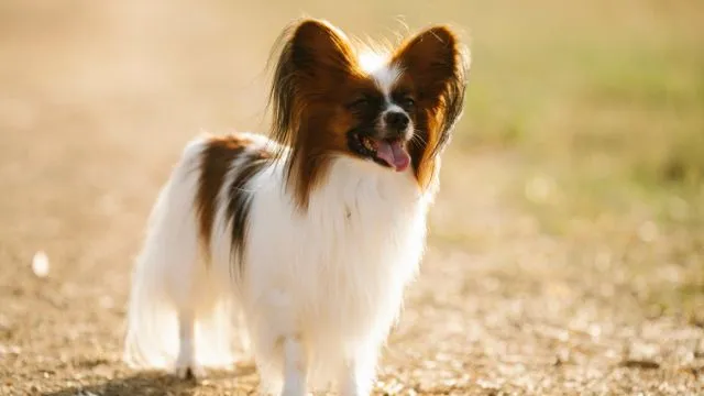 Papillon Dog