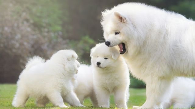 Samoyed Dog