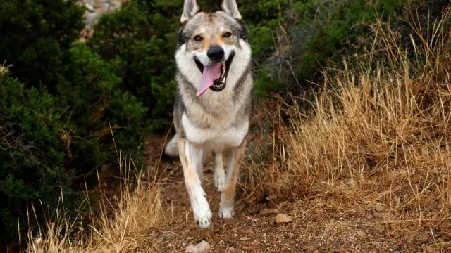 wolf dog
