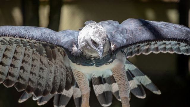 Harpy Eagle