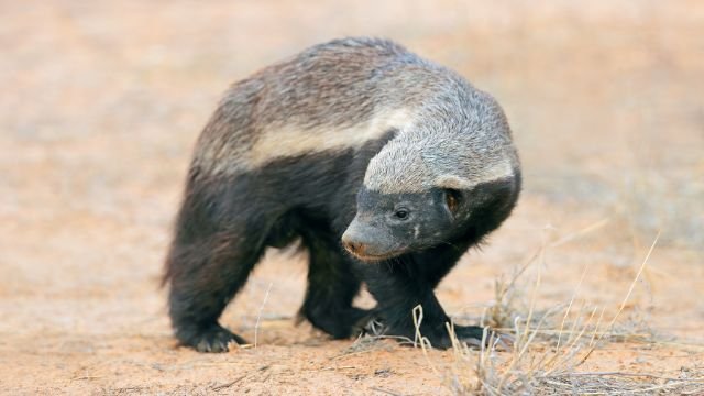 Honey Badger