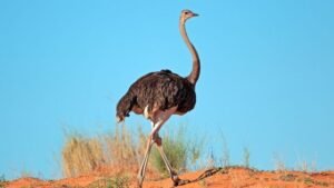 Ostrich