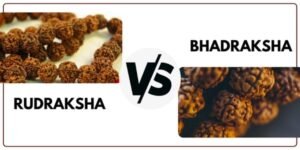 Rudraksha And Bhadraksha