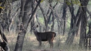 Sukhna Wildlife Sanctuary