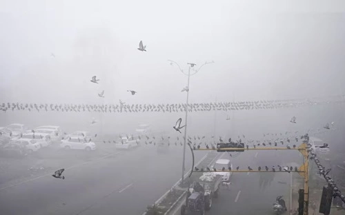 Dense Fog Envelops Delhi-NCR